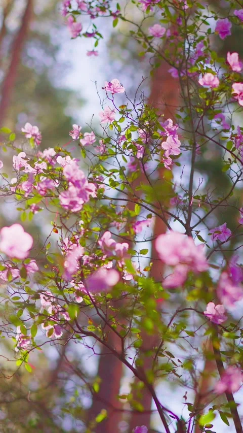 Soft pink blossoms glow in sunlight Stock Footage 333901868