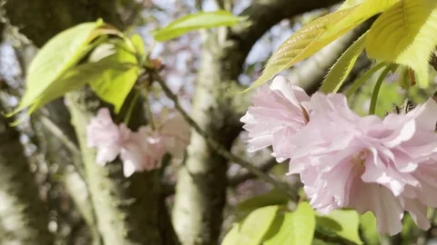 Soft Pink Blossoms On Sunlit Branch 02 in China 4K Stock Footage 346224331