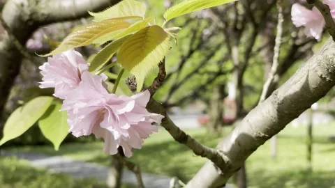 Soft Pink Blossoms On Sunlit Branch 01 in China 4K Stock Footage 346262470