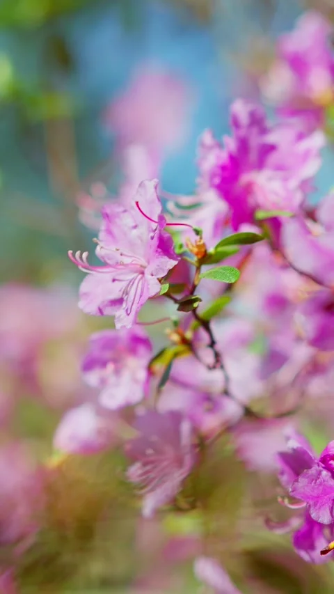 Soft pink blossoms sway gently in the breeze Stock Footage 333901950