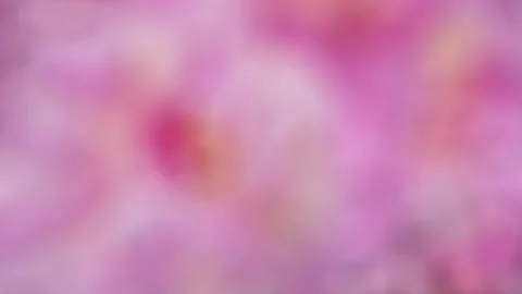 Soft pink blurred gradient background Stock Photos