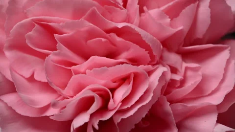 Soft pink carnation, fresh summer floral background. Stock Footage 328732217