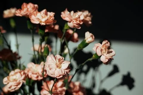 Soft pink carnations bloom against a dark wall backdrop. This elegant floral Stock Photos