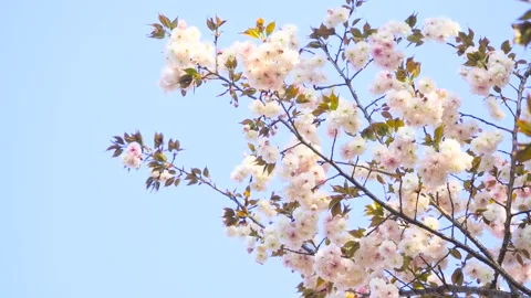 Soft Pink Cherry Blossom Flowers Swaying Gently in the Warm Spring Breeze 스톡 동영상 347038853