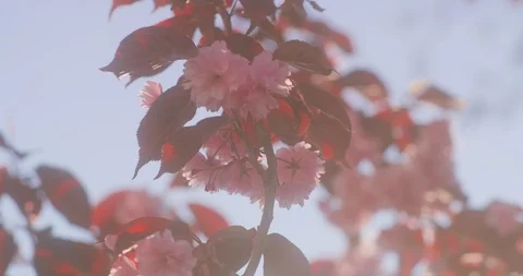 Soft pink cherry blossom with red leaves against blue sky, 8K Stock Footage 117193877