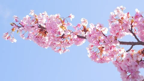 Soft Pink Cherry Blossoms Against Clear Blue Spring Sky Stock Footage 330730616