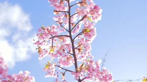 Soft Pink Cherry Blossoms Against Clear Blue Spring Sky 스톡 동영상 330730681