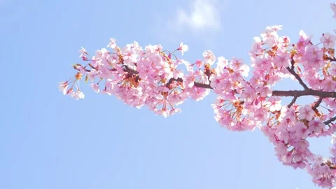 Soft Pink Cherry Blossoms Against Clear Blue Spring Sky Video stock 330730695
