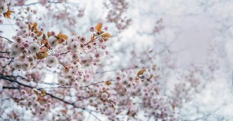 Soft Pink Cherry Blossoms Background Foto stock