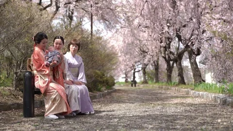 Soft pink cherry blossoms bloom overhead Stock-Footage 341533706