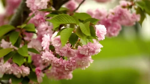 Soft Pink Cherry Blossoms on a bright spring day Stock Footage 332855359
