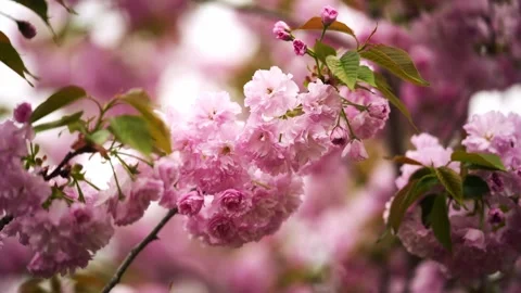 Soft pink cherry blossoms in full bloom along a branch Stock Footage 332600246