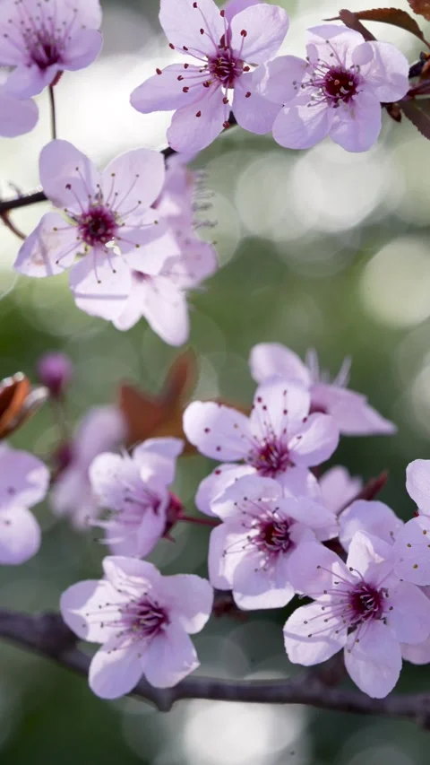 Soft Pink Cherry Blossoms in Light Stock Footage 267032362