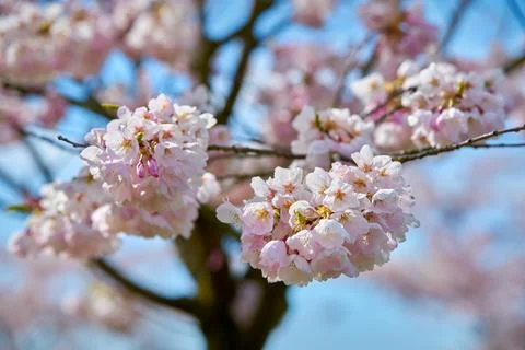 Soft Pink Cherry Blossoms 스톡 사진
