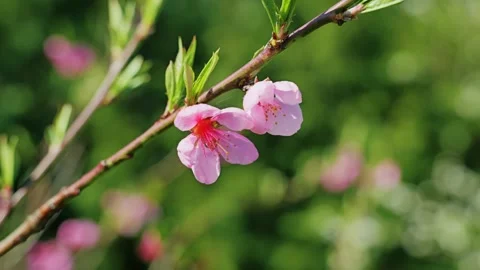 Soft Pink Cherry Blossoms In Spring Garden - Calm Nature Renewal Mood Stock Footage 328285339
