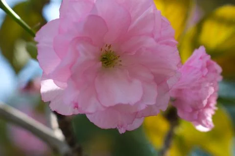 Soft pink cherry blossoms in spring sunlight Stock Photos