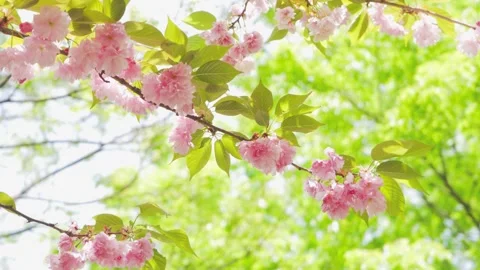 Soft Pink Cherry Blossoms Swaying Gently on Tree Branches in Springtime Video stock 342000982