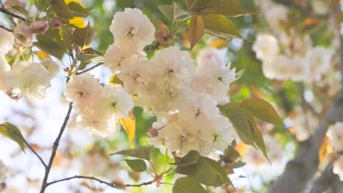 Soft Pink Cherry Blossoms Swaying Gently in the Warm Spring Sunlight Stock Footage 342001907