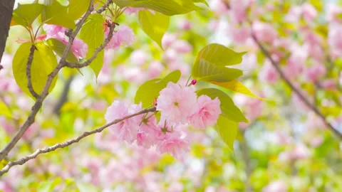 Soft Pink Cherry Blossoms Swaying Gently on Tree Branches in Springtime Stock Footage 342223390
