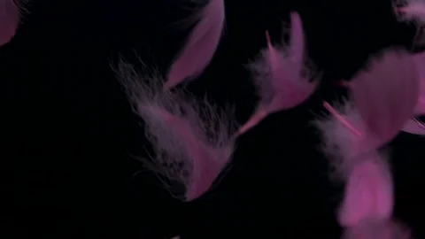 Soft pink feather falling down on black background , sweet and soften relaxat 스톡 동영상 98402019