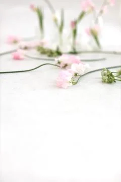 Soft pink floral pattern with large space for copy text Stock Photos