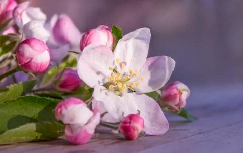 Soft pink flowers of apple tree lie on a wooden gray table. Stock Photos