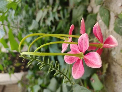 Soft Pink flowers batch, Down bending Stock Photos