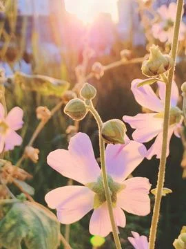 Soft pink flowers in rays of sunlight. Stock Photos