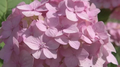Soft  pink hydrangea blossom background. macro footage Stock Footage 246495403