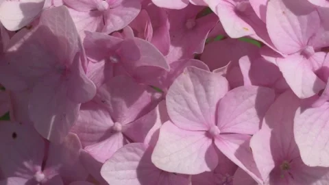 Soft  pink hydrangea blossom background. macro footage Video stock 246496026