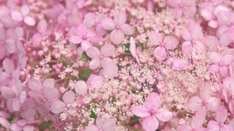 Soft pink hydrangea blossom background. macro footage Video stock 246597503