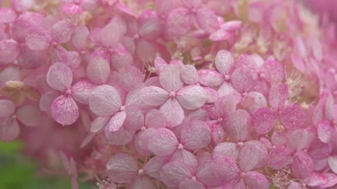 Soft pink hydrangea blossom background. macro footage Stockbeeldmateriaal 246597881