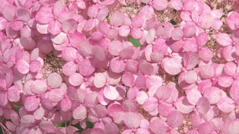 Soft pink hydrangea blossom background. macro footage Video stock 246598616