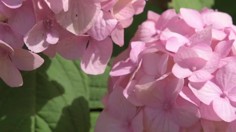 Soft pink hydrangea blossom background. macro footage Stock Footage 247027269