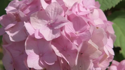Soft pink hydrangea blossom background. macro footage Video stock 247027272