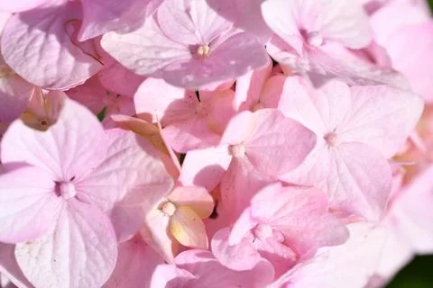 Soft pink hydrangea blossom background  at sunny day. macro Stock Photos