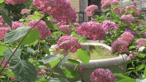 Soft pink hydrangea blossom in garden with marble.at sunny day. close up Video stock 246599140