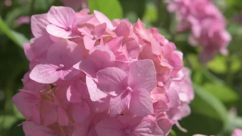 Soft pink hydrangea blossom in garden. close up footage Video stock 246599460