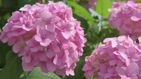 Soft pink hydrangea blossom in garden. close up footage Stock Footage 246600748