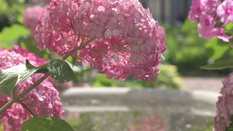 Soft pink hydrangea blossom in garden with marble.at sunny day. close up  Stock Footage 246630735