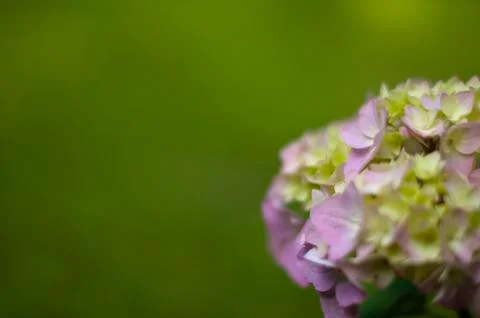 Soft Pink Hydrangea Blossom Foto stock