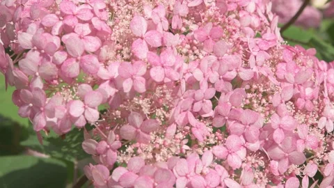 Soft  pink hydrangea blossom with working bumblebee. macro footage Stock Footage 246479219