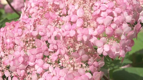 Soft  pink hydrangea blossom with working bumblebee. macro footage Video stock 246479384