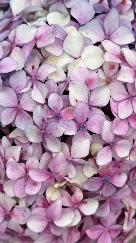 Soft pink hydrangea blossoms filling the frame in close up Stock-Footage 340165318