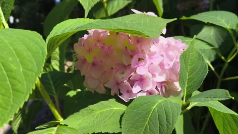 A soft pink hydrangea flower sways in a gentle breeze Stock-Footage 341261207