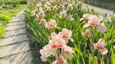 Soft Pink Iris Flowers Bloom Elegantly Beside a Stone Garden Walkway Stock Footage 335802281