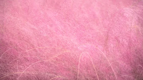 Soft Pink Muhly Grass Swaying Gently in a Sunny Autumn Meadow Field Stock Footage 341951671