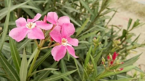 Soft pink oleander blossoms surrounded by green foliage stock photo Fotos de archivo