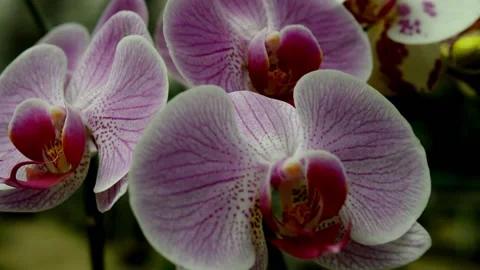 Soft pink orchid Stock Footage 229603498