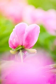 Soft pink peonies Stock Photos